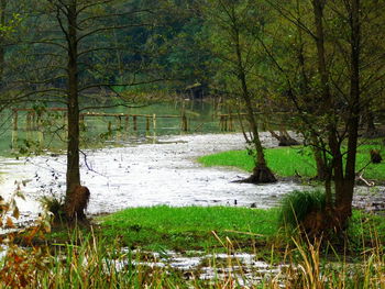 Scenic view of river in forest