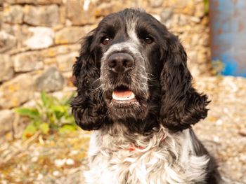 Portrait of black dog