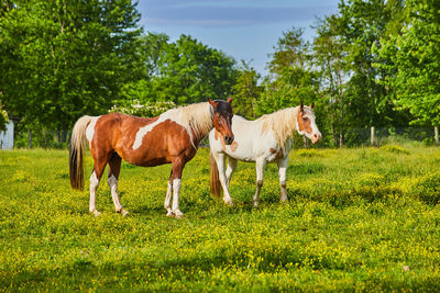 Horse grazing on field