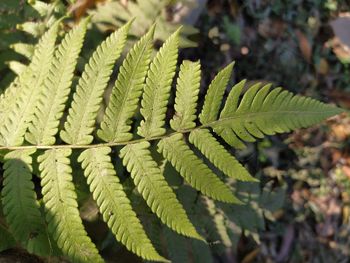 Close-up of fern leaf