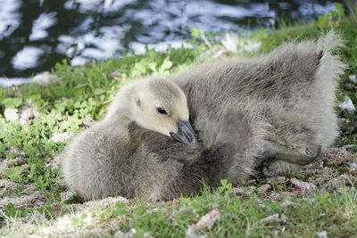 Close-up of a duck on field