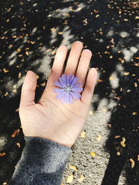 High angle view of hand holding purple flower