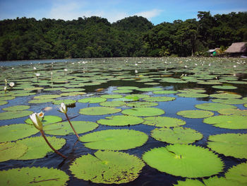 Water lily in lake