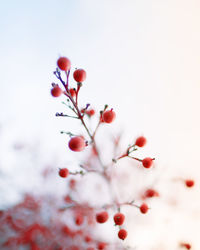 Low angle view of cherry blossoms on tree