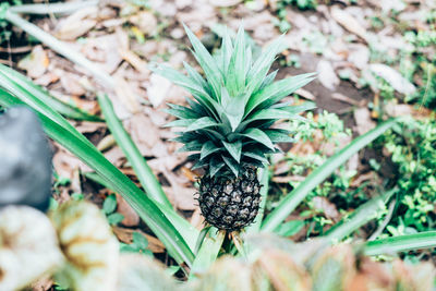 Close-up of fruit growing on plant in field