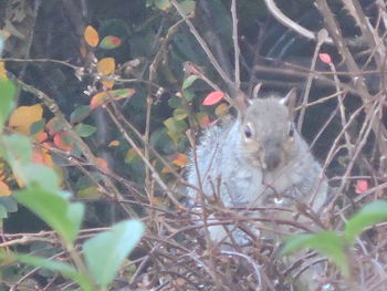 Squirrel on plant