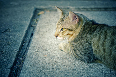 Close-up of a cat looking away on road