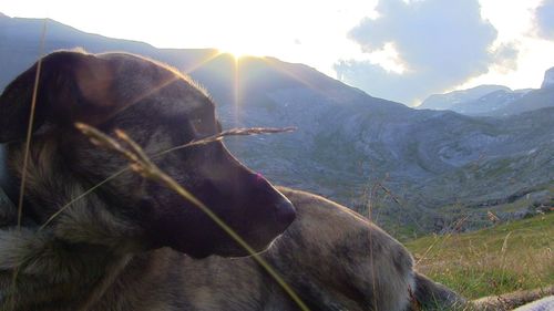 Close-up of dog on mountain against sky