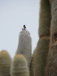 Bird perching in zoo