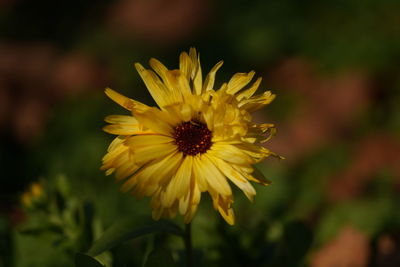 Close-up of yellow flower