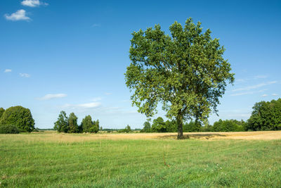Beautiful big oak in the meadow on sunny summer day