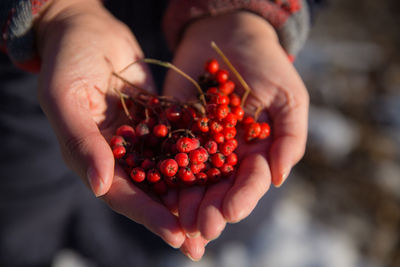 Cropped image of hands holding red currants