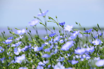 Close-up of purple flowering plants on field