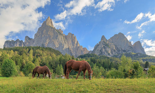 Horses in front of the schlern mountain