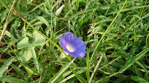 Close-up of purple crocus blooming on field