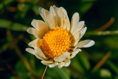 Close-up of white flower