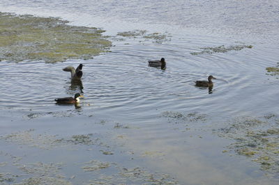 High angle view of ducks swimming in lake