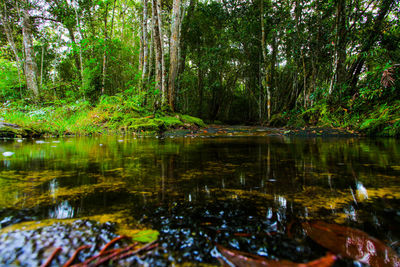 Scenic view of lake in forest