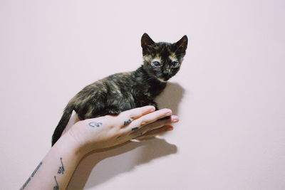 Portrait of cat against white background