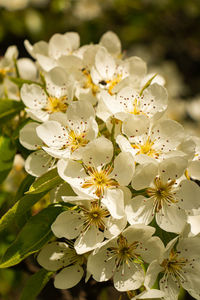 Close-up of white cherry blossoms on tree