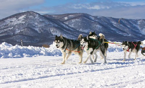 View of dog on snowcapped mountain