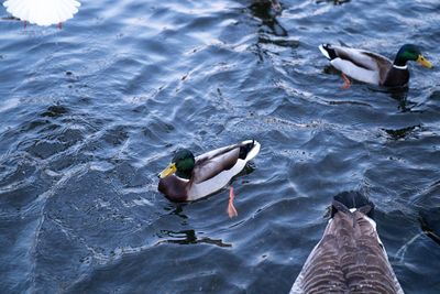 High angle view of mallard ducks swimming in lake