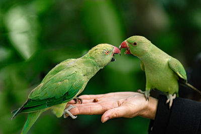 Close-up of two parrots on a palm hand