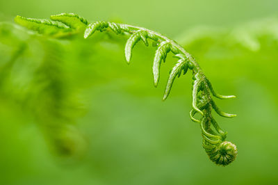 Close-up of green plant