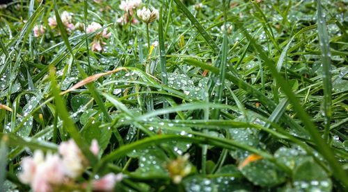 Close-up of dew drops on grass