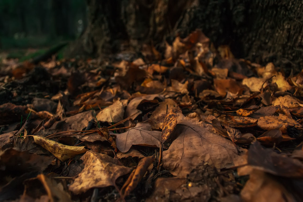 CLOSE-UP OF AUTUMN LEAVES ON LAND