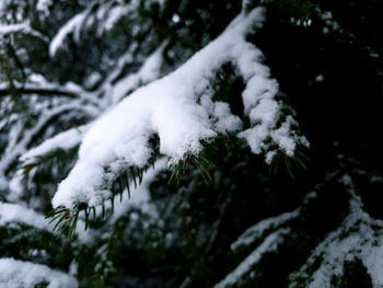 Close-up of snow covered tree