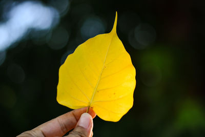 Close-up of person holding yellow autumn leaves
