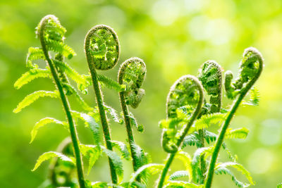 Close-up of plants