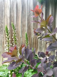 Close-up of flowers blooming outdoors