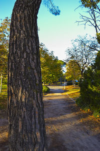 Footpath amidst trees