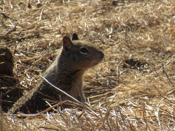 Close-up of squirrel on field