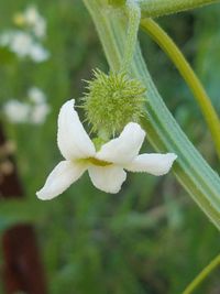 Close-up of white flower blooming outdoors