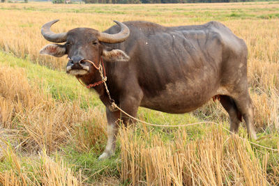 Sheep standing in a field
