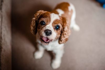 High angle portrait of cute puppy standing at home