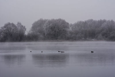 Swans swimming in lake against sky