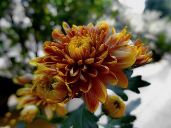 Close-up of yellow flowers