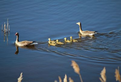 Goose family. 