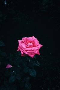 Close-up of pink rose against black background