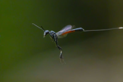 Close-up of bird flying