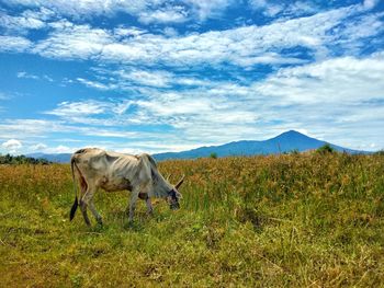 Horse standing in a field