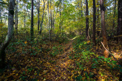 Trees in forest