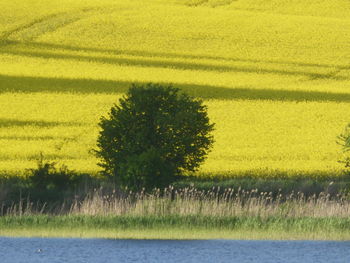 rapeseed