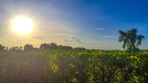 Scenic view of field against sky during sunset