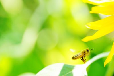 Close-up of bee pollinating on flower