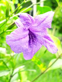 Close-up of purple flowering plant